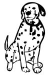 Dalmation sitting